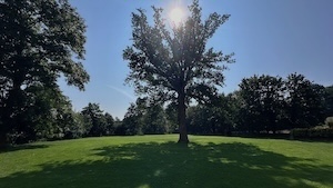 Hoffman yard